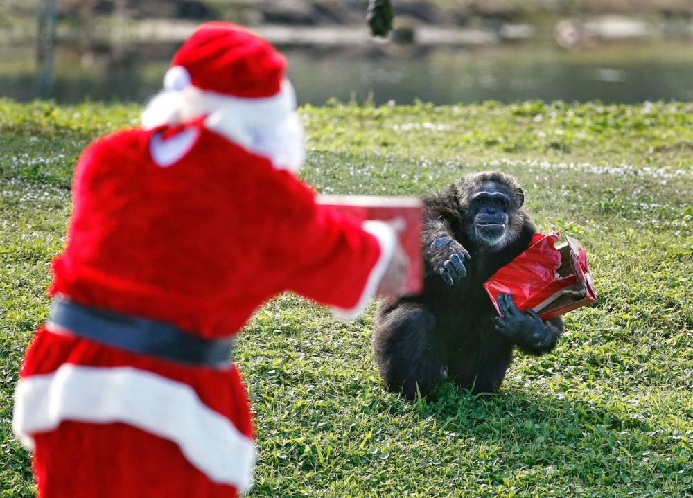 Santa Claus offers a gift to a chimpanzee during the 'Christmas with the Chimps' event at Lion Country Safari in West Palm Beach, Florida, on December 22, 2016.  Lion Country Safari, America's first cageless zoo, has held the annual event for over 20 years with Santa Claus leaving presents and treats for the chimps. / AFP PHOTO / RHONA WISERHONA WISE/AFP/Getty Images ** OUTS - ELSENT, FPG, CM - OUTS * NM, PH, VA if sourced by CT, LA or MoD **