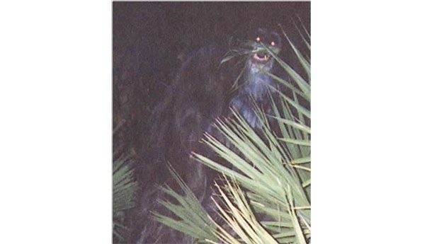 Обезьяна-убийца В 2000-м году аноним опубликовал эту загадочную фотографию обезьяны, якобы кочующей по Флориде. Полиция Сарасоты устроила масштабную облаву, однако никаких следов невиданной в природе обезьяны найдено не было.