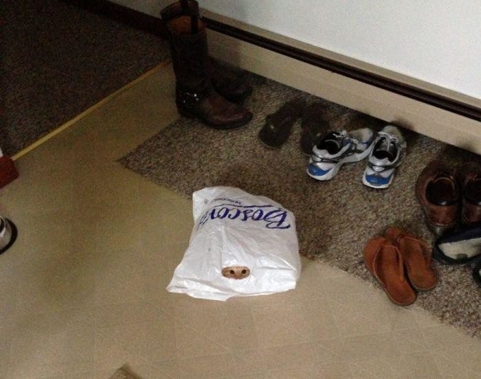 Еноты и не только.. Фото-приколы! Смешные прикольные картинки, фото приколы