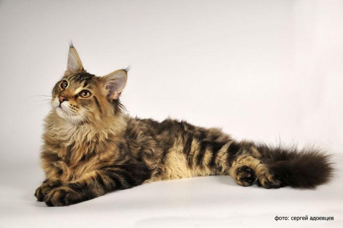 Кошачья фотосессия Кошачья фотосессия