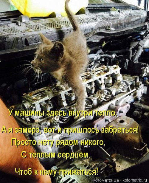 Свежая котоматрица для всех (31 шт)