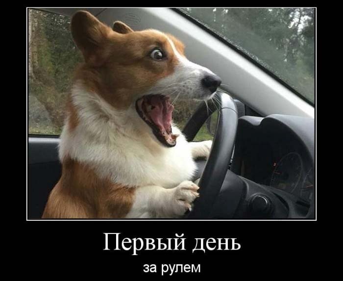 Еноты и не только.. Фото-приколы! Смешные прикольные картинки, фото приколы