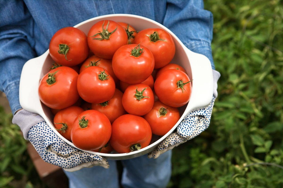 Смешайте 2 ингредиента и полейте помидоры. Они принесут много вкусных плодов раньше срока! нужно, много, ускорить, железа, плодов, фосфора, удобрение, томатов, созревания, неделю, времени, кунжута, чтобы, Крахмал, блендер, Тщательно, картофельной, ложку, столовую, порошкаДобавьте