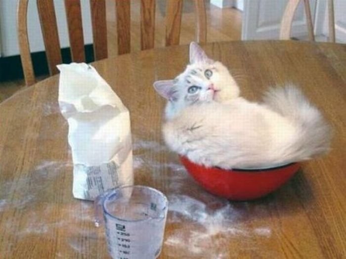 Коты, которых можно налить в любую емкость животные, приколы, удачный кадр, юмор
