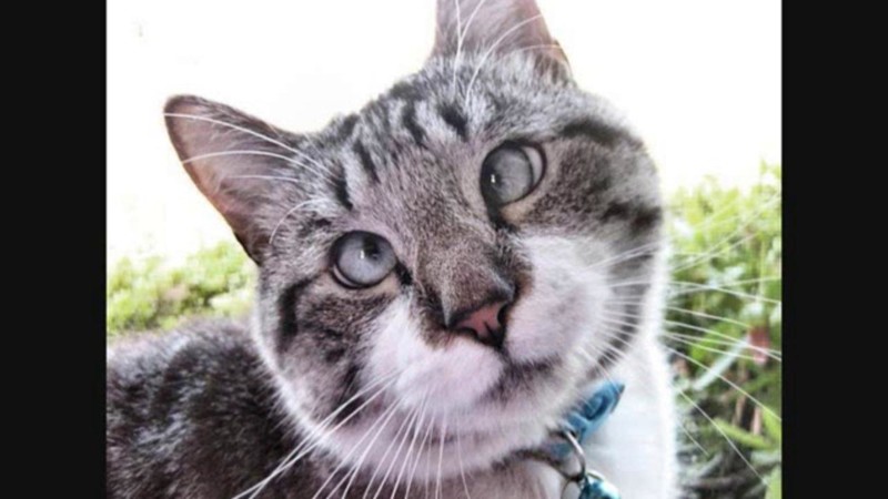Но есть и такие, у кого, пожалуй, это не сработает до слёз, животные, коты, кошки, питомцы, ржач, смех, юмор