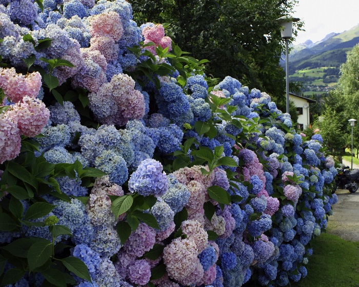 гортензия садовая уход и выращивание