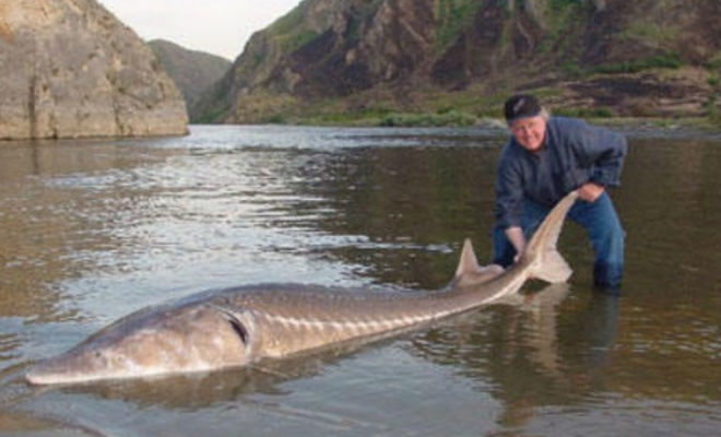 Ловля 100 килограммовой рыбы в Охотском море ну удочку. Видео калуга, весом, Заброска, метровhttpwwwyoutubecomwatchvik2FvJBX_iMПойманную, попадаются, редкоПервой, достали, 2метрового, титана, максимальная, длина, калуги, вырастающей, сфотографировали, тонну, порадовались, улову, вновь, выпустили, иначе