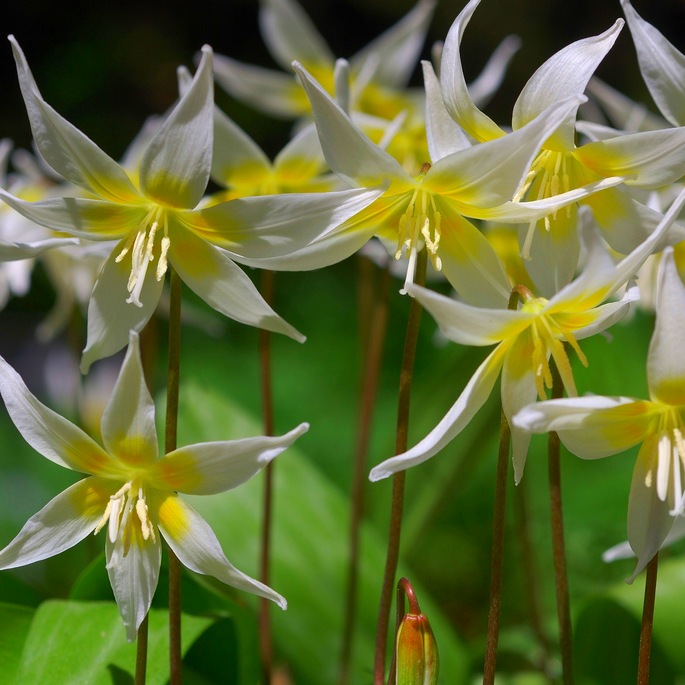 erythronium (685x685, 117Kb)