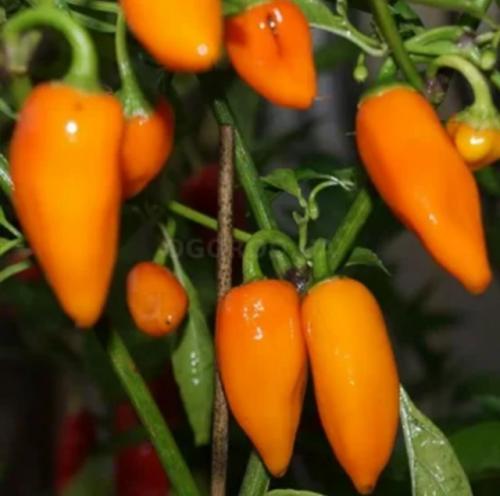 Какие семена купить