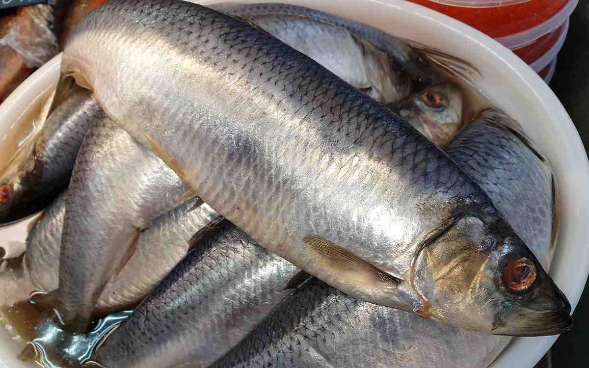 Как выбрать селедку с икрой Как выбрать селедку с икрой