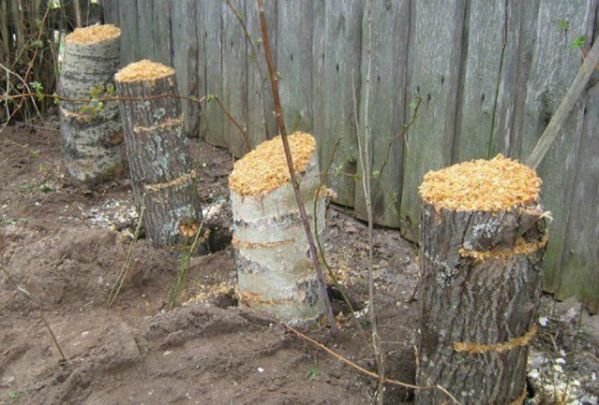 Как на даче выращивать большой урожай опят можно, грибы, нужно, грибов, только, опята, других, получается, всегда, земли, чтото, лесные, показали, много, лучше, участок, бревна, некоторых, вроде, этого