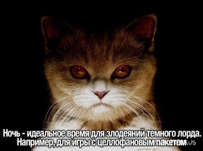 24 картинки развлекательного характера со зверьем 