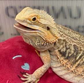 ящерица в доме