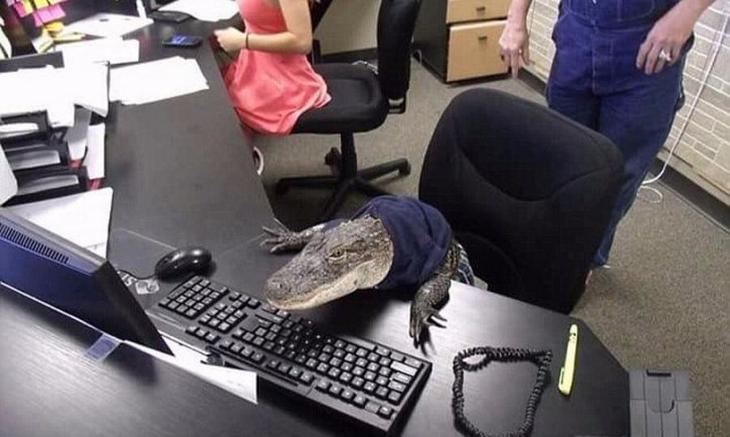 %image_alt%