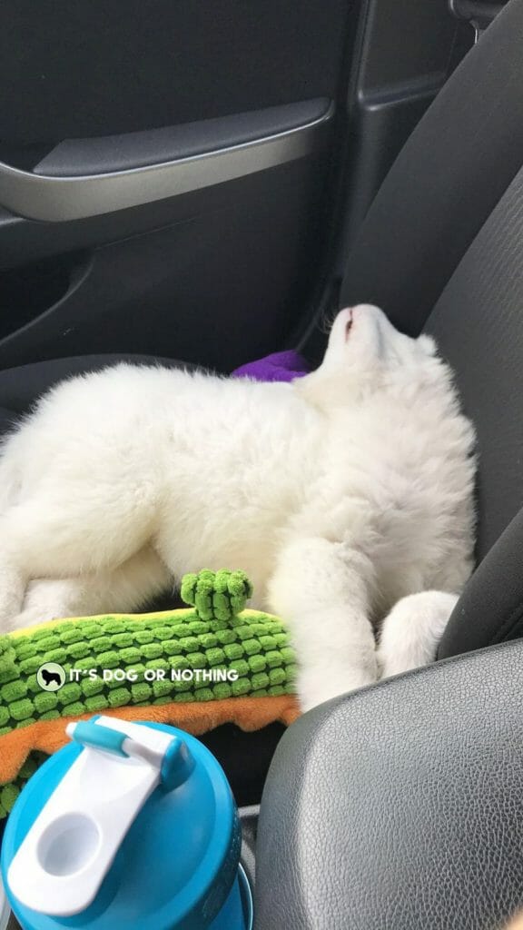Great Pyrenees puppy sleeping pose