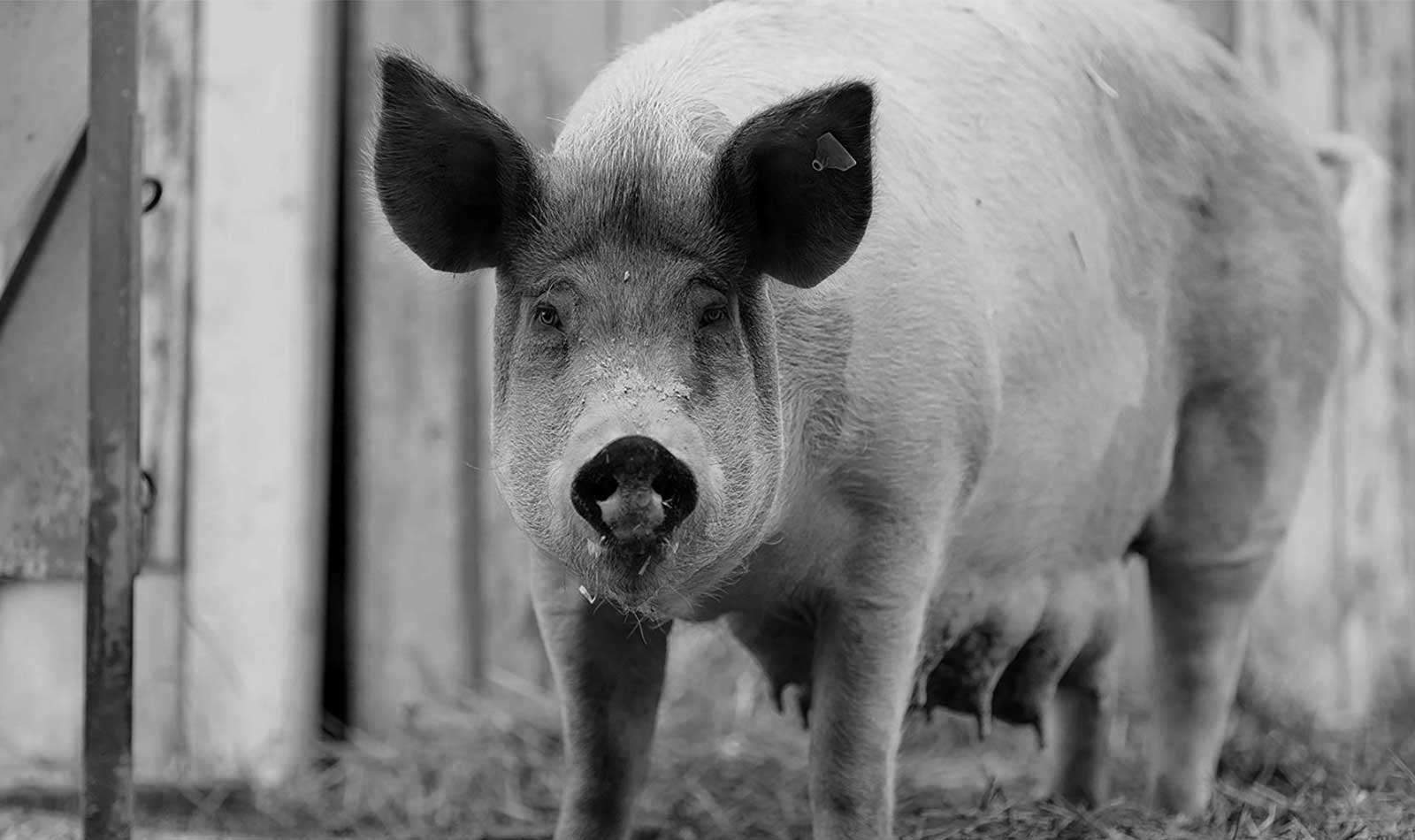 «Гунда»: Я/Мы свинья!