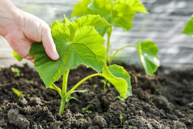 Съедобная ботва — полезная зелень от обычных овощей готовим дома,дача,сад и огород
