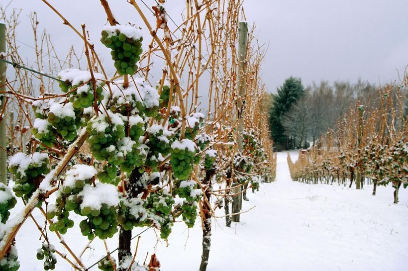 Кризис ледяных вин: почему немецкие виноделы не рады мягкой зиме и потеплению