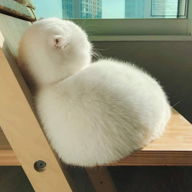 Ох уж эти котики! только, когда, очень, хозяин, больше, смешных, поэтому, хочешь Everybody, мордочку, лицезреть, достоин, кинопремий Больше, престижных, самых, достойная, сокрушается Эмоциональность, серьезная, обида, лучше, нанесена