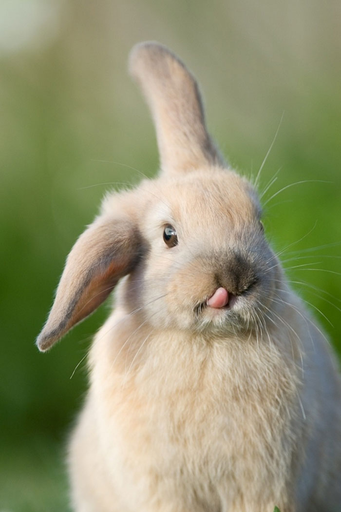 Cute Animal With It's Tongue Sticking Out