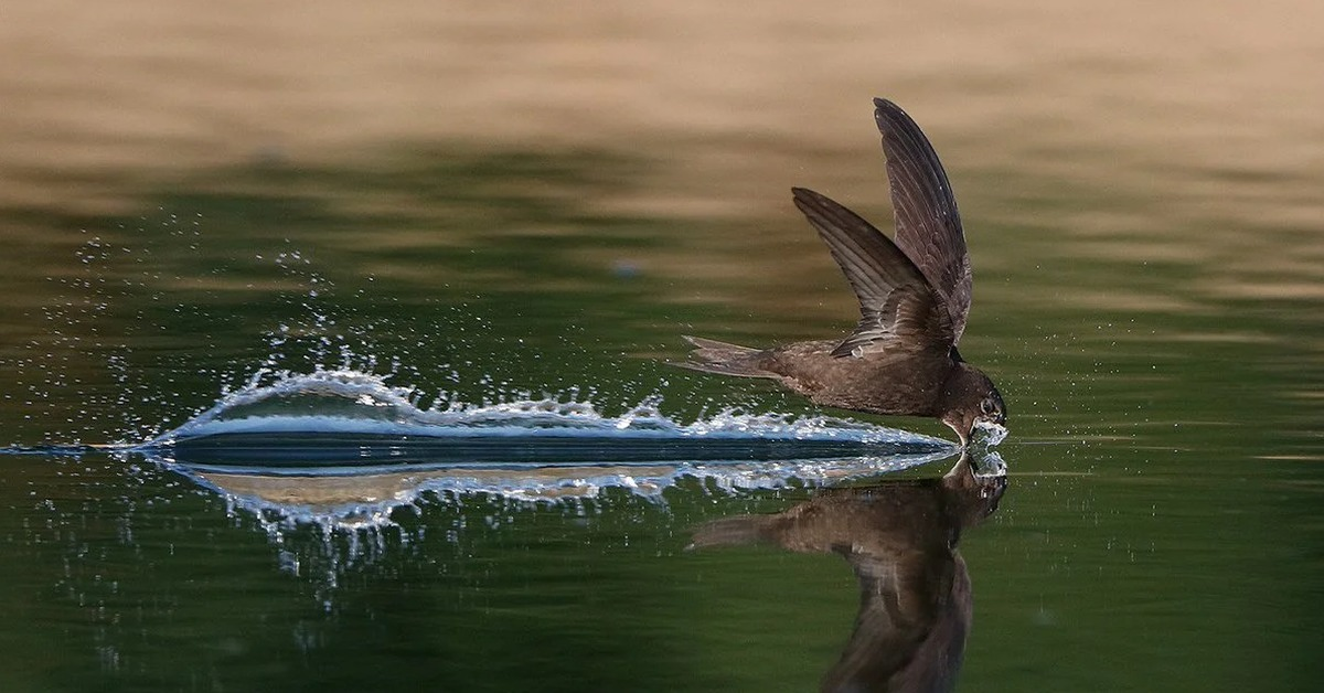 Да, пьют стрижи тоже летая. И даже акт размножения у них происходит в воздухе! 