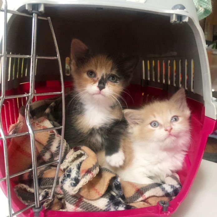 Без кота и жизнь не та