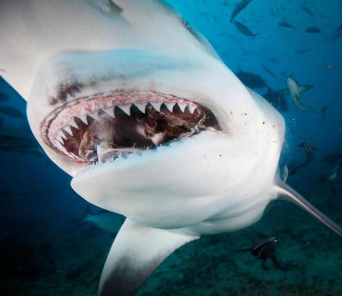 Разновидности акул, названия, особенности и интересные факты