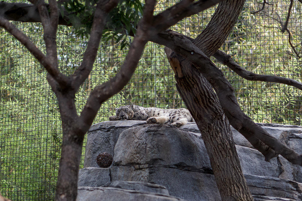 San Diego Zoo Spring 2016-15.jpg