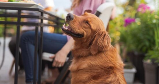 О чем говорят собаки: ученые смогли расшифровать лай и рычание с помощью ИИ