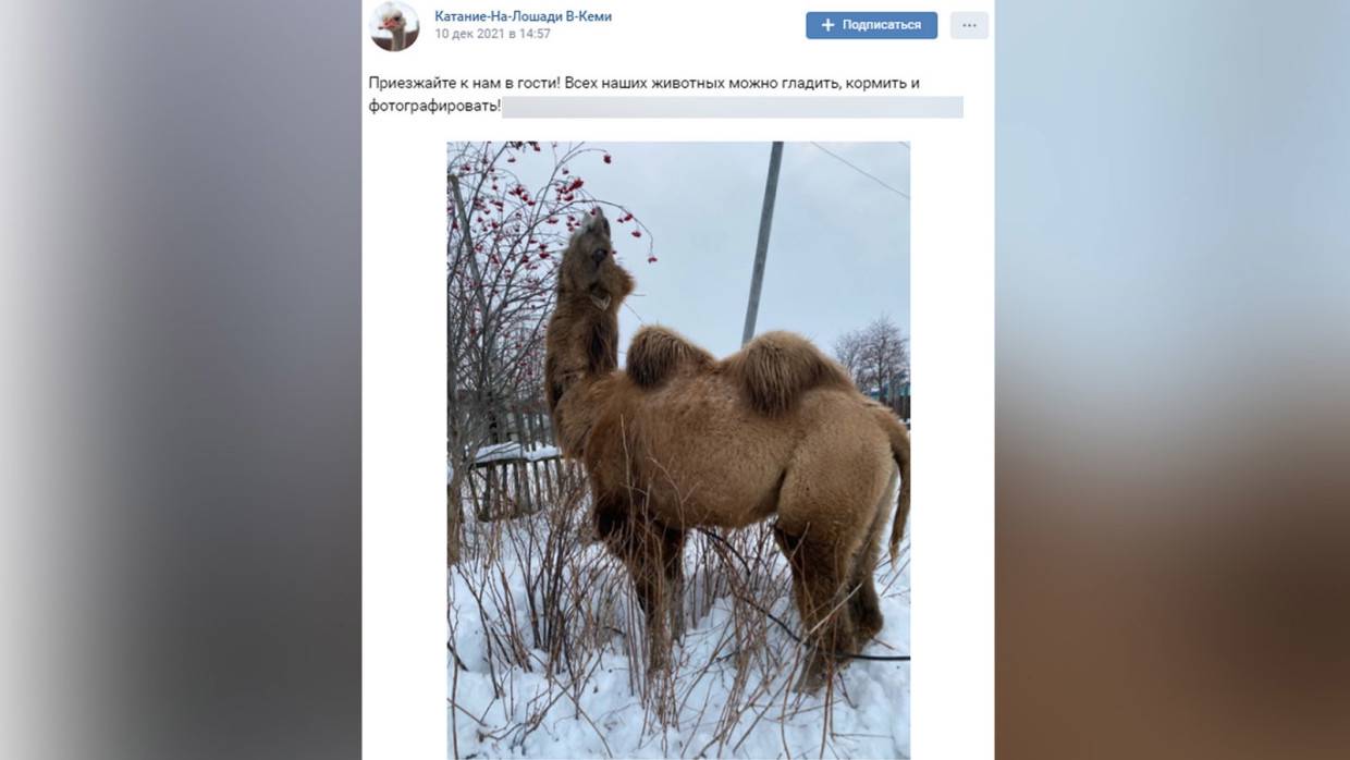 Фото уплетающего рябину верблюда из Карелии разлетелись по Сети Фото уплетающего рябину верблюда из Карелии разлетелись по Сети Общество