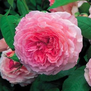 роза Остина зимостойкий сорт