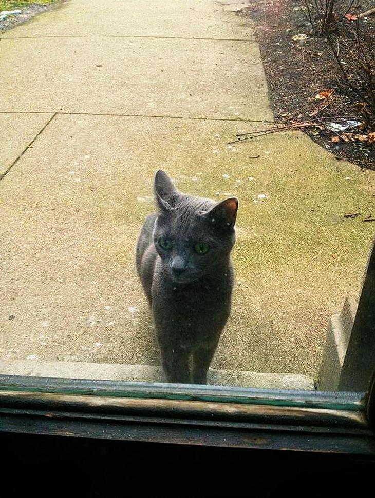 Коты, которые очень хотят попасть в дом 