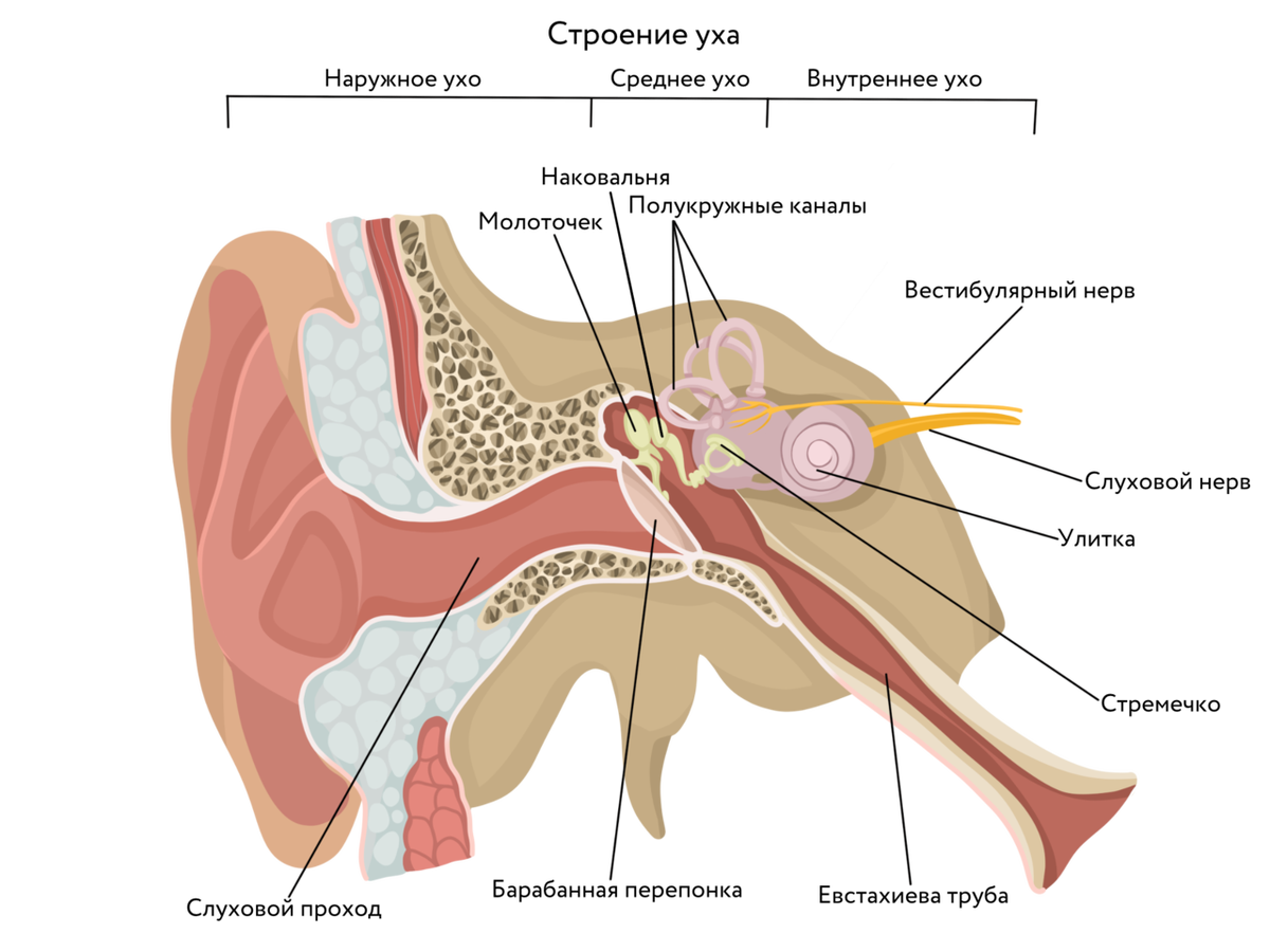 Небольшое напоминание о строении нашего уха. 