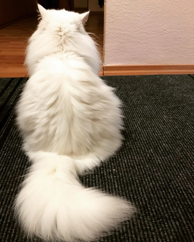 Ох уж эти котики! только, когда, очень, хозяин, больше, смешных, поэтому, хочешь Everybody, мордочку, лицезреть, достоин, кинопремий Больше, престижных, самых, достойная, сокрушается Эмоциональность, серьезная, обида, лучше, нанесена