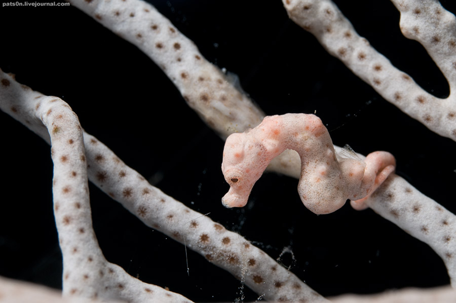 Фотография: Волшебный мир архипелага Раджа Ампат №22 - BigPicture.ru