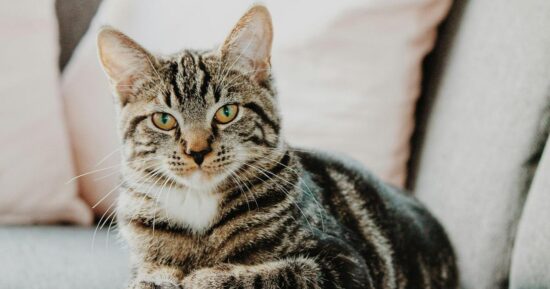 Грязные носки и тухлое мясо: нашли причину, почему кошкам нравятся мерзкие запахи