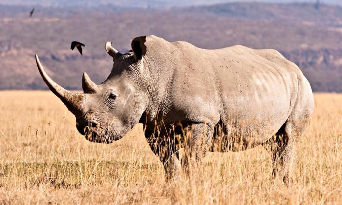 Жизнь белого носорога. Максимальный вес белого носорога