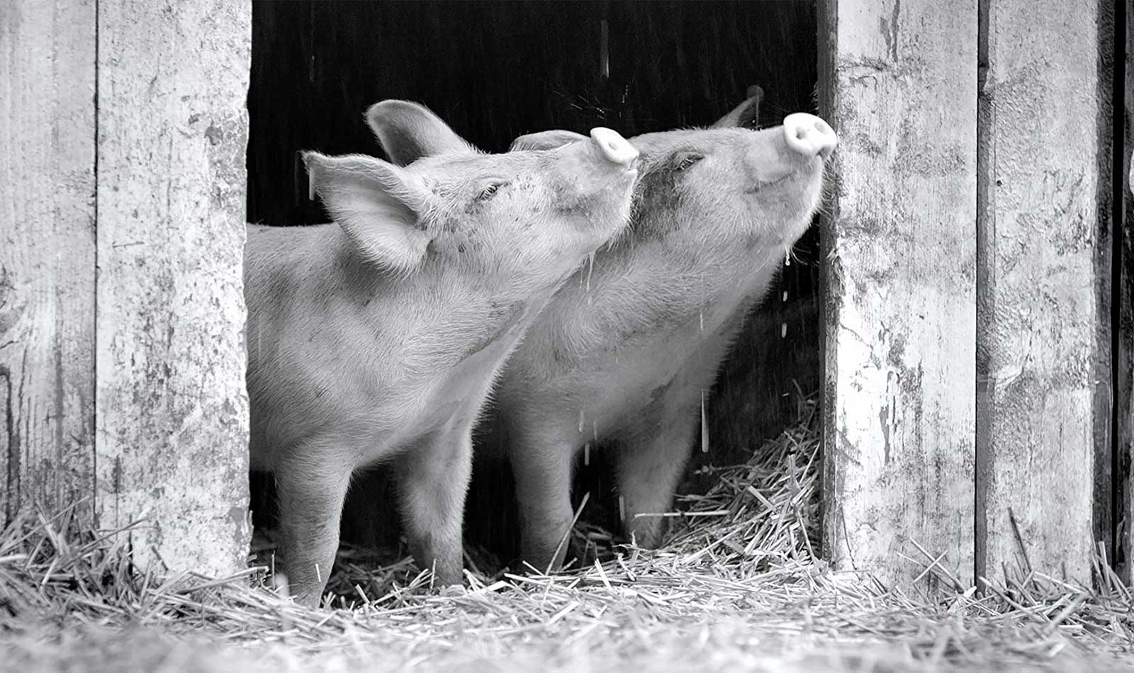 «Гунда»: Я/Мы свинья!