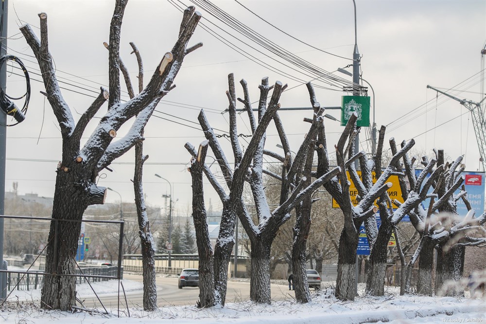 Кронирование тополей