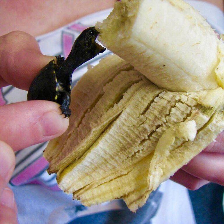 Забавные картинки для хорошего настроения Забавные картинки для хорошего настроения животные,жизнь,звери,земля,котики,коты,курьезы,мир,питомцы,планета,приколы,природа,смешное,собаки,факты,фауна,флора,щенки,юмор