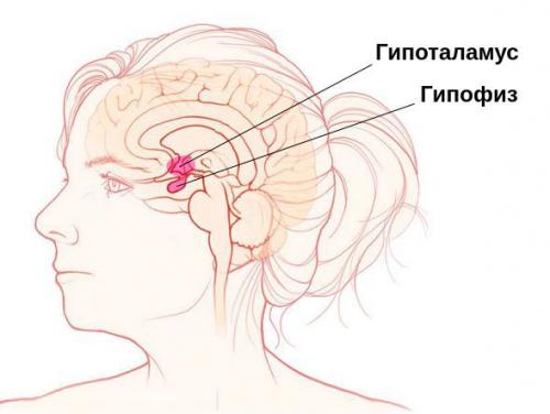 У пожилого человека нет аппетита. Патогенез кахексии 01