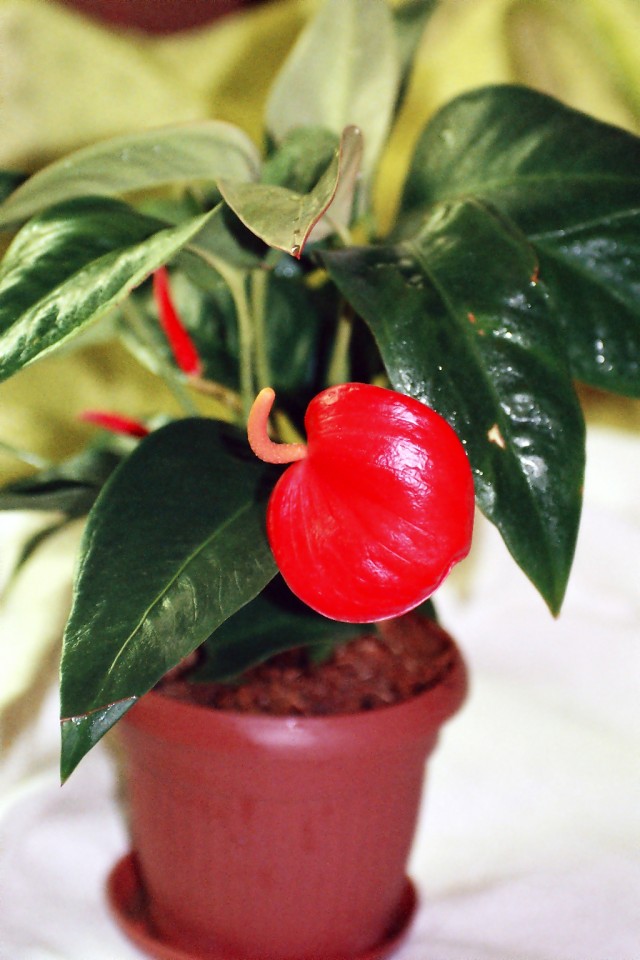 Антуриум Шерцера (Anthurium scherzerianum)