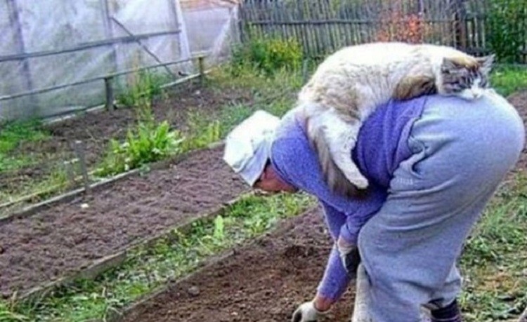 Не все, правда, созданы для работы, некоторые - для наслаждения дача, дачники, огородники, прикол, фото