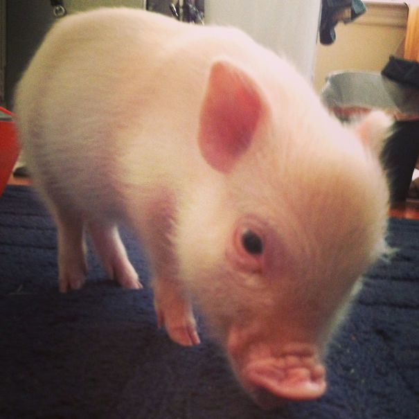 Живой поросенок алкоголь, опьянение, покупка