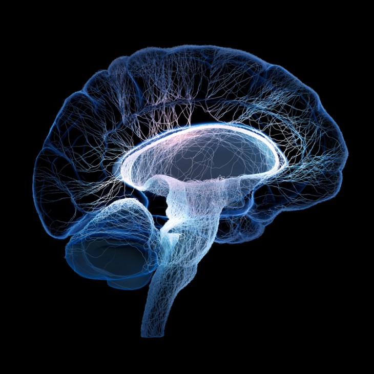 Каким мозгом мы думаем, что мы думаем мозг,наука,поведение людей,психология