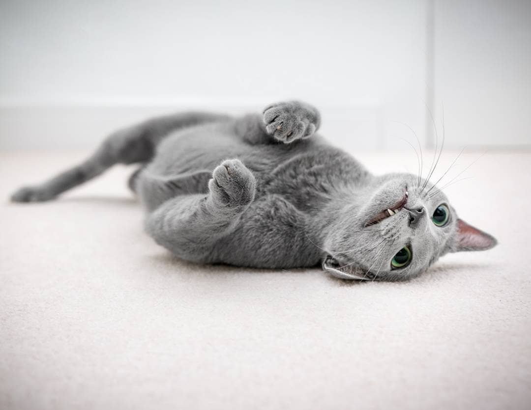 Голубая шуба и зеленые глаза 