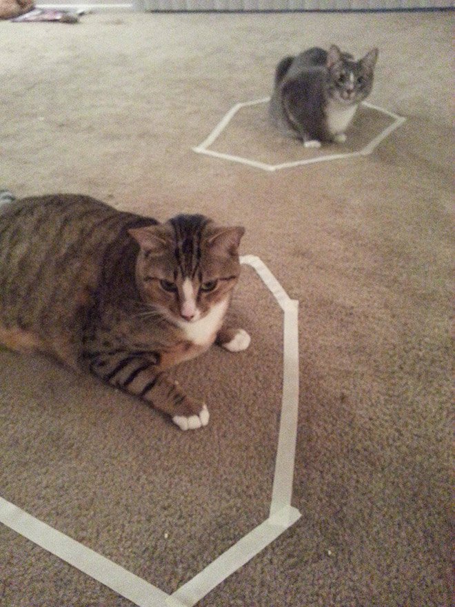 А вы знали, что коты все время лезут в круг картинки