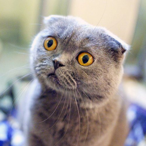 Когда мяукаешь кошке в ответ Когда мяукаешь кошке в ответ