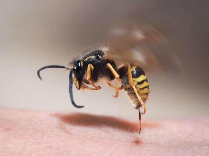 Пчела кусает – лук помогает. /Фото: toksikolog.com 