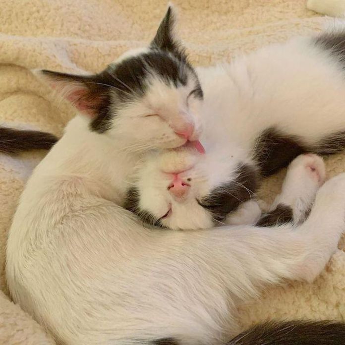 Без кота и жизнь не та